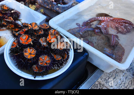 Fresh sea urchins (ricci di mare ) and octopus on sale in the market harbor of  Bari, Puglia region, Southern Italy. Top attraction for tourists. Stock Photo
