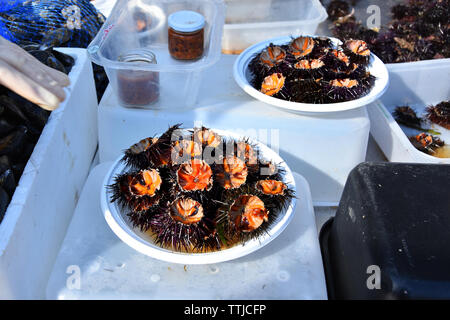 Fresh sea urchins (ricci di mare ) on sale in the market harbor of  Bari, Puglia region, Southern Italy. Top attraction for tourists. Stock Photo