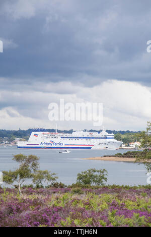 The heathland of Studland Bay looking across towards Pool harbour, and a Brittany Ferry leaving for France, Poole, Dorset, England, UK Stock Photo