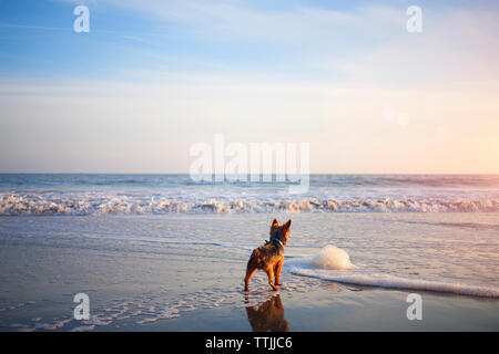 Rear view of Yorkshire terrier standing on shore at beach Stock Photo