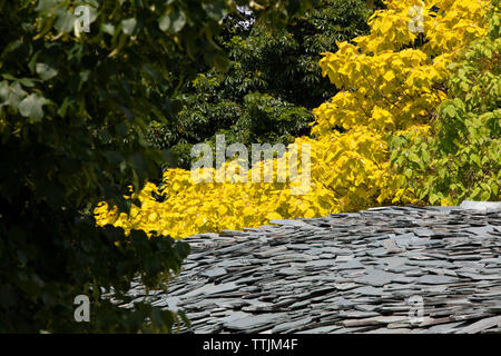 The Serpentine Gallery Summer Pavillion 2019 in London's Hyde Park is designed by Japanese architects Junya Ishigami + Associates and features a curve Stock Photo