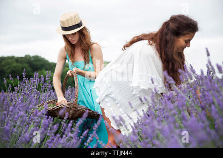 Friends picking lavender in field against sky Stock Photo