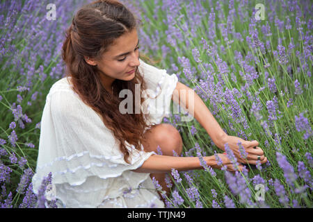 Woman picking lavender flowers while crouching in field Stock Photo