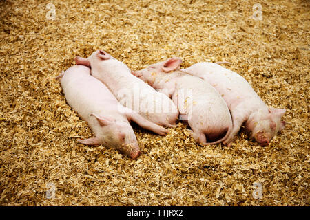 High angle view of piglets sleeping on grass in farm Stock Photo