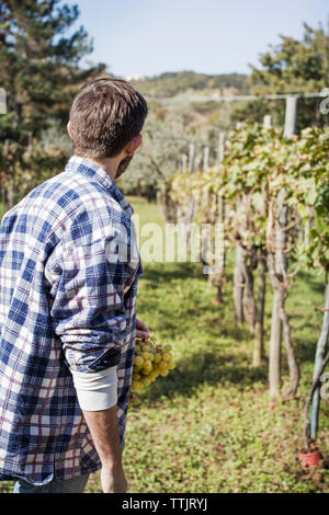 Rear view of man looking away while standing in vineyard Stock Photo