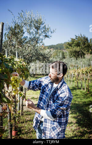 Man examining grapes on plant in vineyard Stock Photo