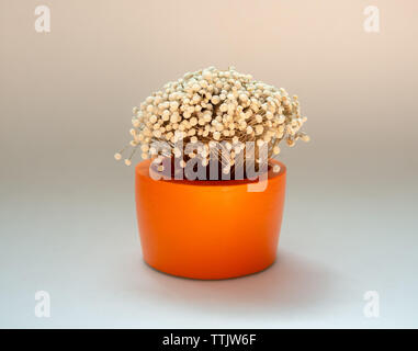 Beautiful dried flower in orange round concrete planter isolated on white background. Painted concrete pot for home decoration. Stock Photo