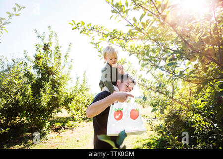 Father carrying son on shoulder while harvesting in apple orchard Stock Photo