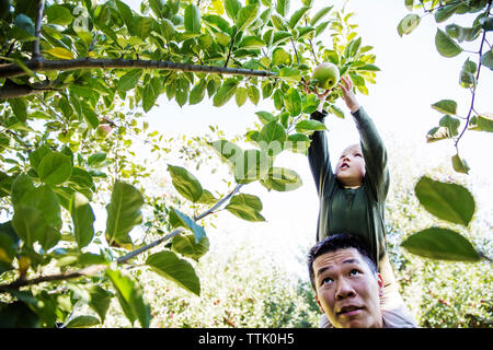 Father carrying son shoulders while harvesting in orchard Stock Photo