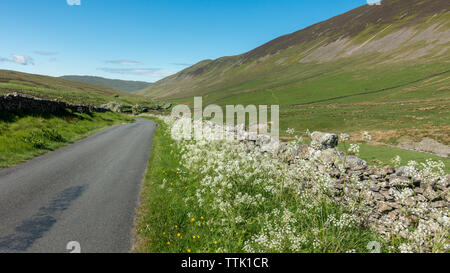 UK Landscape: Beautiful view south in Barbondale through cow parsley filled hedgerows, Yorkshire Dales Stock Photo