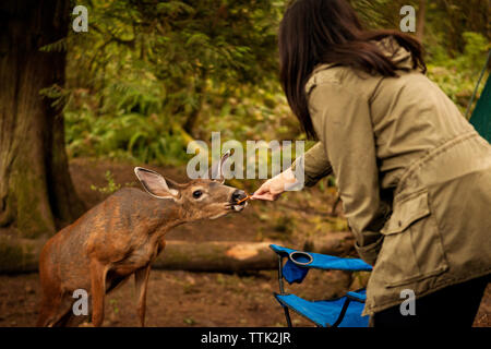 Woman feeding deer while standing in forest Stock Photo