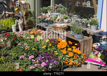 Colourful garden bedding plants for sale outside florist shop store in summer England UK United Kingdom GB Great Britain Stock Photo