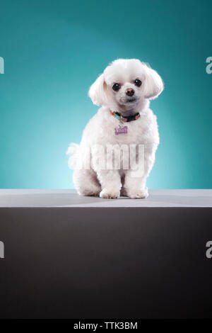 Portrait of cute white Lhasa apso on table against turquoise background Stock Photo
