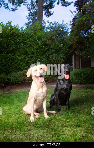 Portrait of Labrador Retrievers panting while sitting on grassy field in backyard Stock Photo