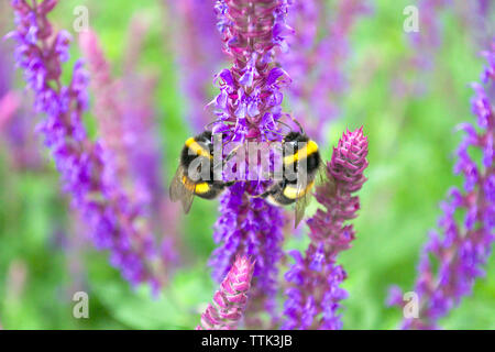 Fluffy bumblebees on fresh purple flowers of sage on a vivid green background in a beautiful sunny garden Stock Photo