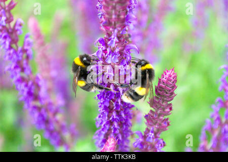 Fluffy bumblebees on fresh purple flowers of sage on a vivid green background in a beautiful sunny garden
