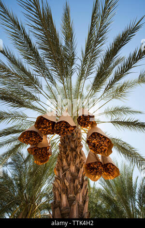 Low angle view of date palm trees growing against clear sky Stock Photo