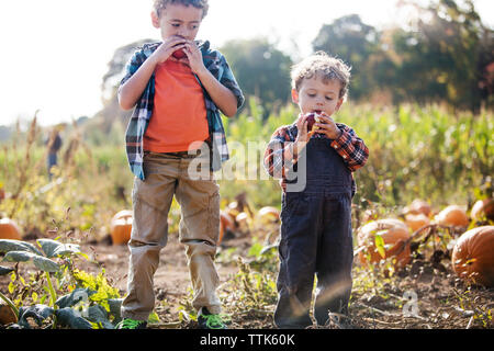 Brothers eating apple while standing on field Stock Photo