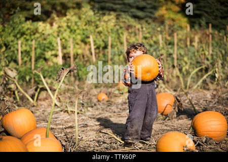 Boy carrying pumpkin while standing on field Stock Photo