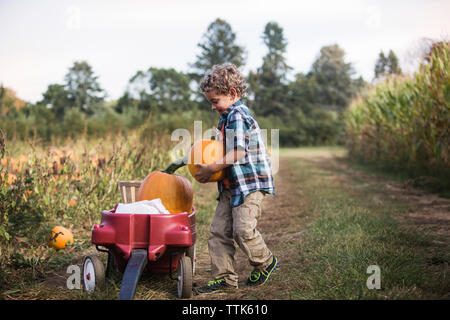 Boy putting pumpkin in cart on field Stock Photo