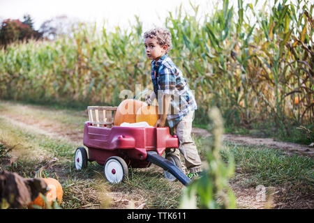 Boy looking away while putting pumpkin in cart on field Stock Photo