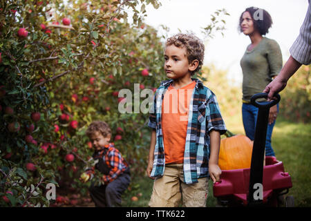 Family examining apples in orchard Stock Photo