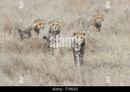 Cheetah Family, four young cubs walking together (Acinonyx jubatus)