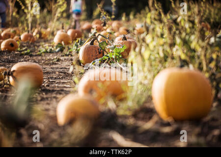 Pumpkins growing on field Stock Photo