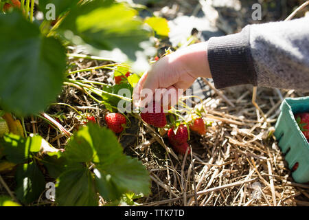 Cropped hand of boy picking strawberry from plant at farm Stock Photo
