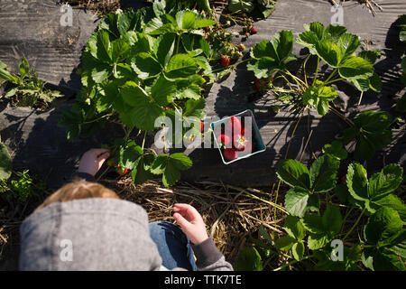 Overhead view of boy picking strawberries from plants at farm Stock Photo