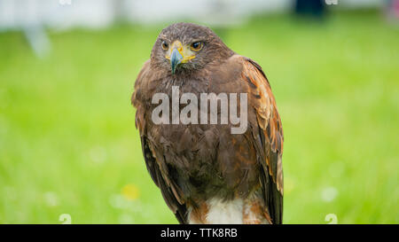 A captive Harris's hawk (Parabuteo unicinctus) formerly known as the bay-winged hawk or dusky hawk. Stock Photo
