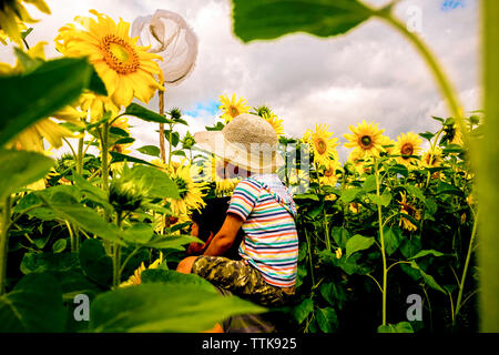 Son with butterfly net sitting on father's shoulders amidst sunflower field Stock Photo