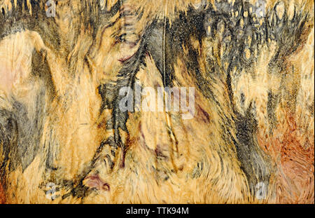 Real burl wood striped for Picture prints interior decoration, Exotic wooden beautiful pattern for crafts Stock Photo