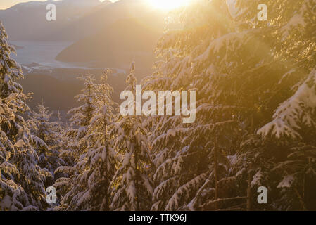 Sunset View of snowy trees in Squamish Valley from top of Red Heather Stock Photo
