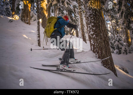 Woman skiing down between trees at sunset in the backcountry Stock Photo