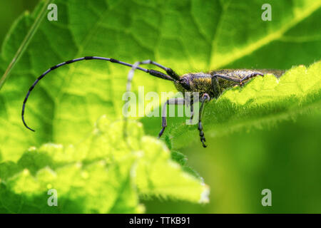 Agapanthia villosoviridescens, Golden-bloomed Grey Longhorn beetle soaking up the sunshine on a leaf, UK Stock Photo