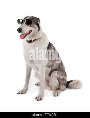 Dog wearing glasses isolated on white Stock Photo