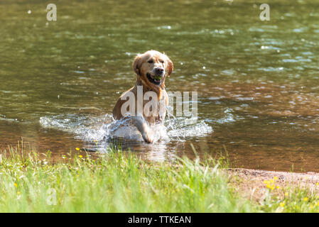 Golden Retriever Dog Running out of the water in mountain lake with Tennis Ball Stock Photo