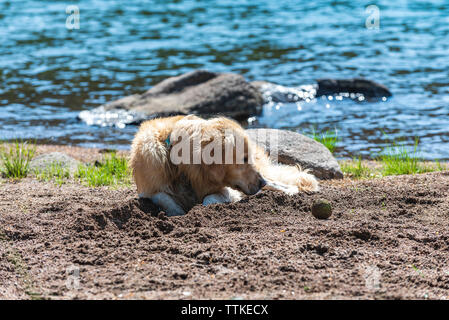 Golden Retriever Dog is resting after long play with ball Stock Photo