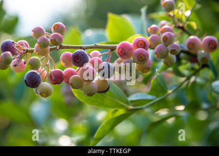 Colorful ripening blueberries at the Gardens on Green in Gainesville, Georgia. (USA) Stock Photo