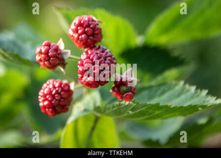 Ripening blackberries. Stock Photo