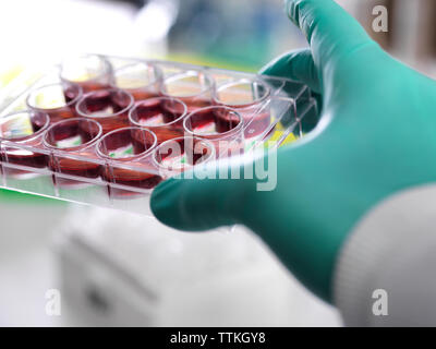 Cropped hand of scientist holding multiwell tray containing stem cells while working in laboratory