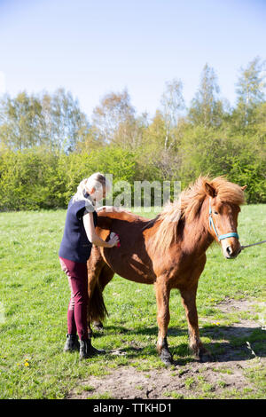 Side view of woman brushing brown horse while standing on field during sunny day Stock Photo