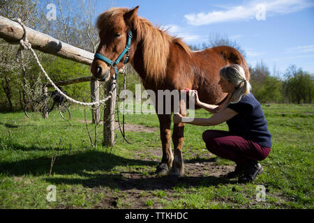 Side view of woman brushing horse while crouching on grassy field during sunny day Stock Photo