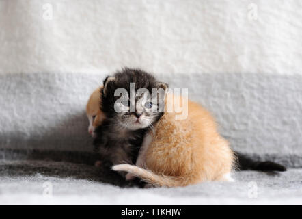 Close-up of kittens on blanket at home Stock Photo