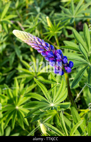 Garden Lupin flowers in spring, Germany Stock Photo