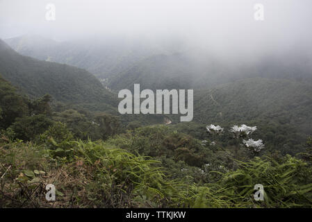 Primeval subtropical rain forest covers the western slopes of the Andes at 2200 meters high Bellavista Lodge in Ecuador. Stock Photo