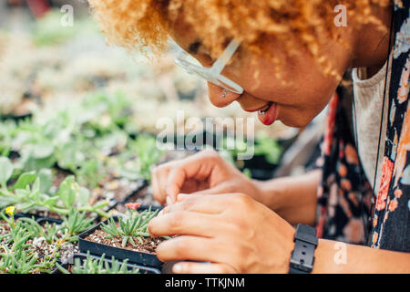 Close-up of woman examining plant in nursery Stock Photo