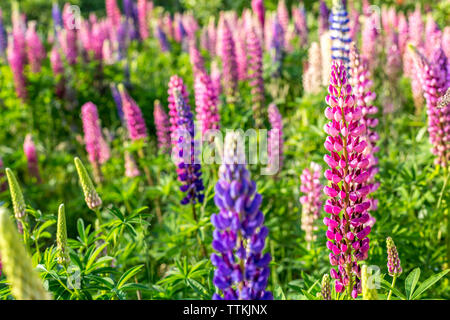 Garden Lupin flowers in spring, Germany Stock Photo