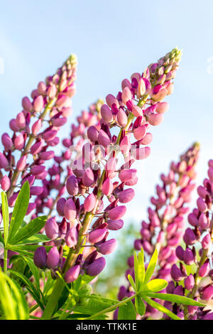 Garden Lupin flowers against blue sky, Germany Stock Photo